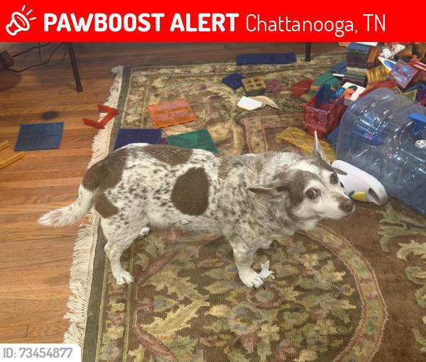 Lost Male Dog last seen Ridgeside Rd, Chattanooga, TN 37411