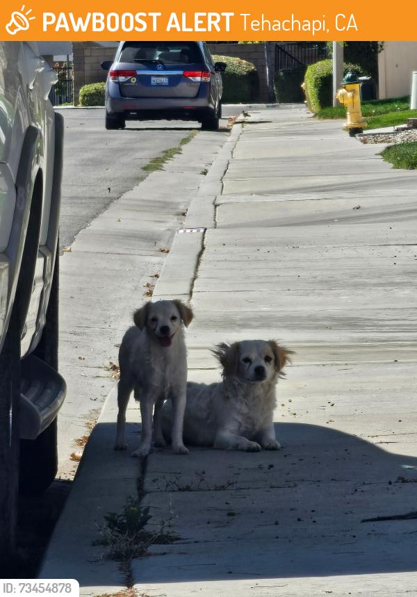 Found/Stray Female Dog last seen Dennison and Valerie Ln, Tehachapi, CA 93561