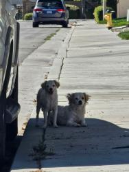 Found/Stray Female Dog last seen Dennison and Valerie Ln, Tehachapi, CA 93561