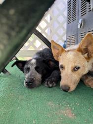 Found/Stray Female Dog last seen Winchester off south loop, Bosque Farms, NM 87068