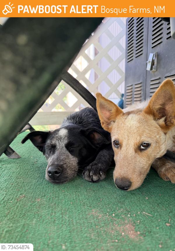 Found/Stray Female Dog last seen Winchester off south loop, Bosque Farms, NM 87068