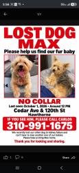 Lost Male Dog last seen Cedar ave and 120th st, Hawthorne, Hawthorne, CA 90250
