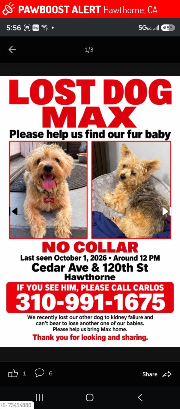 Lost Male Dog last seen Cedar ave and 120th st, Hawthorne, Hawthorne, CA 90250