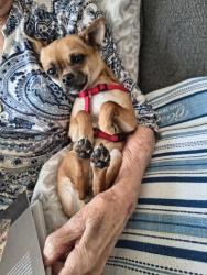 Reunited Male Dog last seen Ladera and Sequoia on the west side, Albuquerque, NM 87120