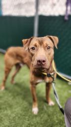Shelter Stray Male Dog last seen Near Fulton Street, BRONX, NY, 10457, 326 E 110th St, New York, NY 10029, USA