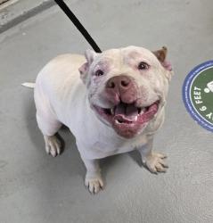 Shelter Stray Female Dog last seen SE Powell and 122nd, PORTLAND, OR, 97236, 1700 W Historic Columbia River Hwy, Troutdale, OR 97060, USA