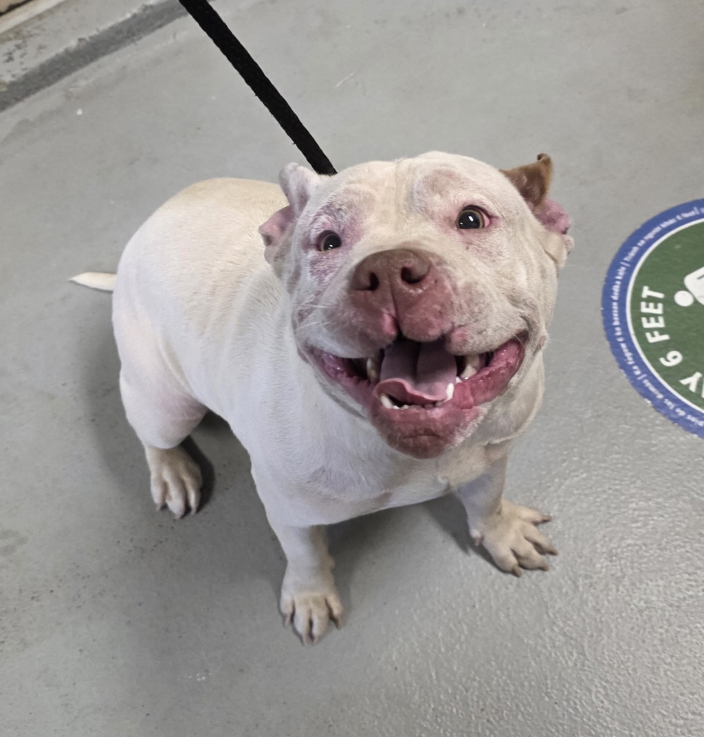 Shelter Stray Female Dog last seen SE Powell and 122nd, PORTLAND, OR, 97236, 1700 W Historic Columbia River Hwy, Troutdale, OR 97060, USA