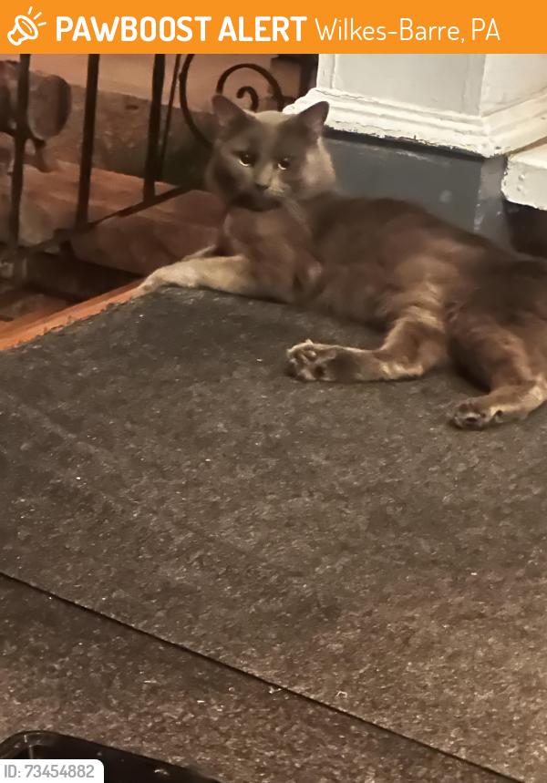 Found/Stray Unknown Cat last seen Phillips Street and Delaney Street, Wilkes-Barre, PA 18706