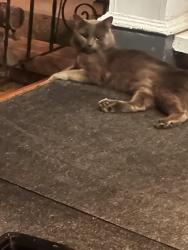Found/Stray Unknown Cat last seen Phillips Street and Delaney Street, Wilkes-Barre, PA 18706