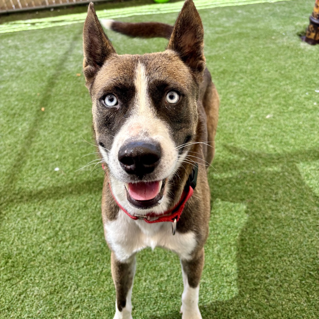 Shelter Stray Male Dog last seen El Camino Real, Carlsbad, CA, 92009, Oceanside, CA 92058, USA