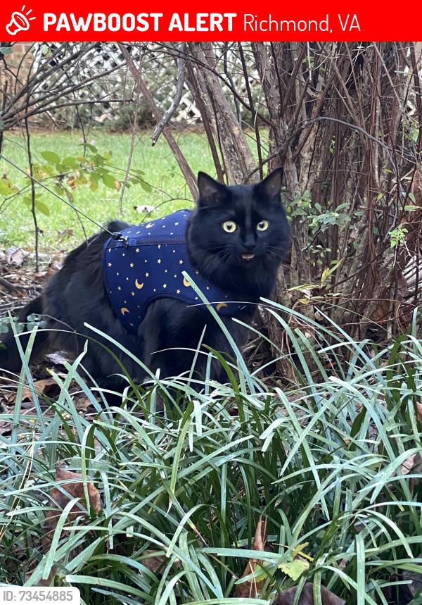 Lost Female Cat last seen Inside apmt building, Richmond, VA 23220