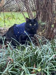 Lost Female Cat last seen Inside apmt building, Richmond, VA 23220
