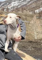 Lost Male Dog last seen Sheridan and 10th, Lakewood, CO 80214