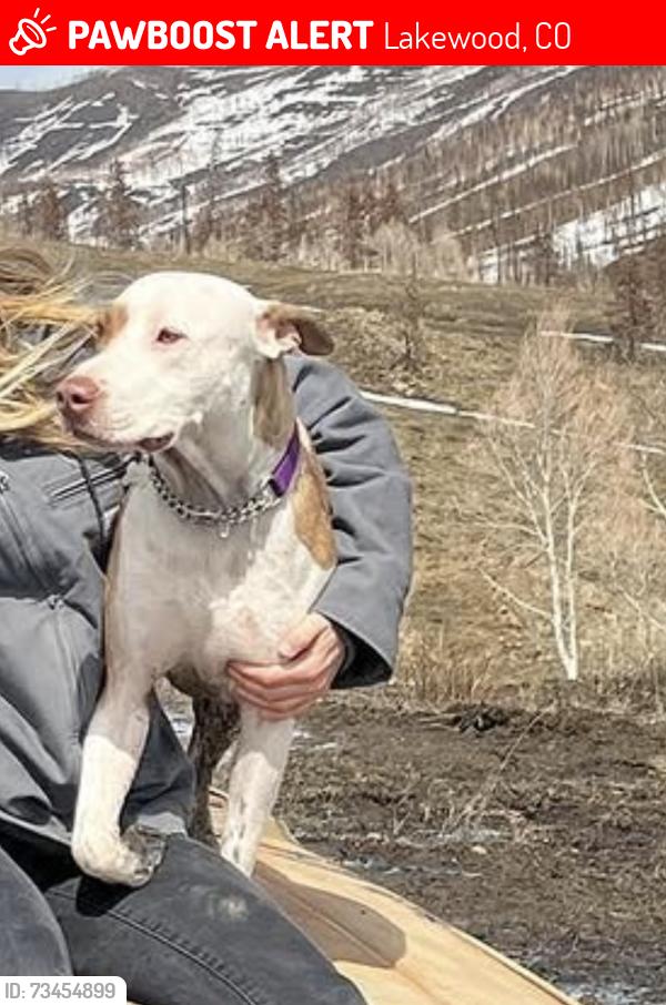 Lost Male Dog last seen Sheridan and 10th, Lakewood, CO 80214