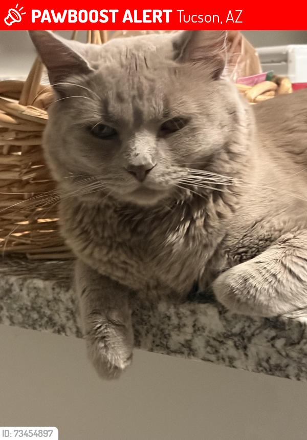 Lost Male Cat last seen 22nd and Georgetown Dr, Tucson, AZ 85710