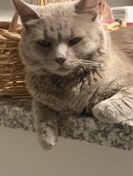 Lost Male Cat last seen 22nd and Georgetown Dr, Tucson, AZ 85710