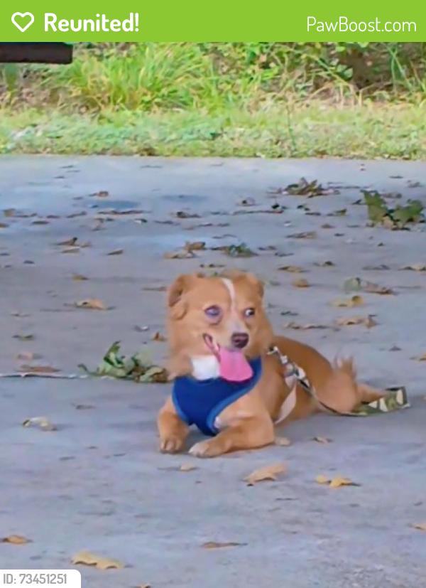 Reunited Male Dog last seen Greenhouse rd. & Transportation dr. | Mayde Creek elementary school, Houston, TX 77084