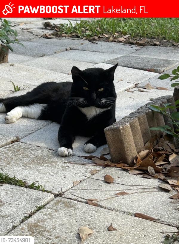 Lost Male Cat last seen Itchepackesassa, Lakeland, FL 33810
