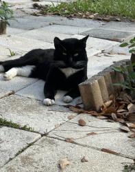 Lost Male Cat last seen Itchepackesassa, Lakeland, FL 33810