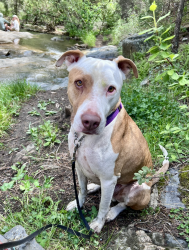 Lost Male Dog last seen 10th & Sheridan, Denver, CO 80204