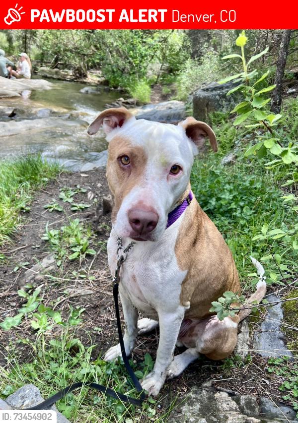 Lost Male Dog last seen 10th & Sheridan, Denver, CO 80204