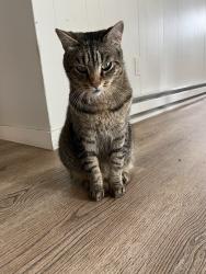 Lost Male Cat last seen Highway 101 near cold stones down hill, Lincoln City, OR 97367