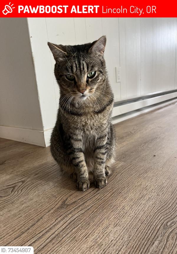 Lost Male Cat last seen Highway 101 near cold stones down hill, Lincoln City, OR 97367