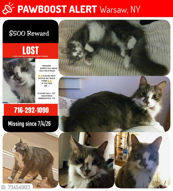 Lost Male Cat last seen Burke Hill Rd/Saltvale Warsaw NY, Warsaw, NY 14569