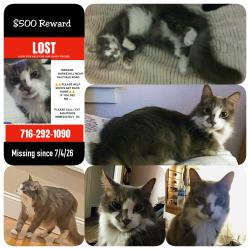 Lost Male Cat last seen Burke Hill Rd/Saltvale Warsaw NY, Warsaw, NY 14569