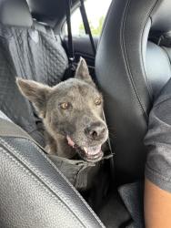 Lost Male Dog last seen Hog valley rv park, Fayetteville, AR 72701