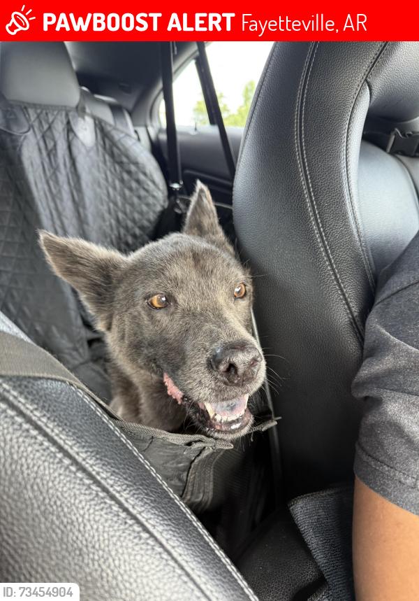 Lost Male Dog last seen Hog valley rv park, Fayetteville, AR 72701