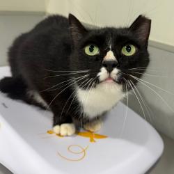 Shelter Stray Male Cat last seen , 3607 N Armenia Ave, Tampa, FL 33607, USA