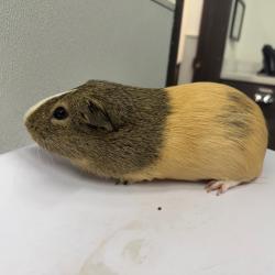 Shelter Stray Male Other last seen , 3607 N Armenia Ave, Tampa, FL 33607, USA