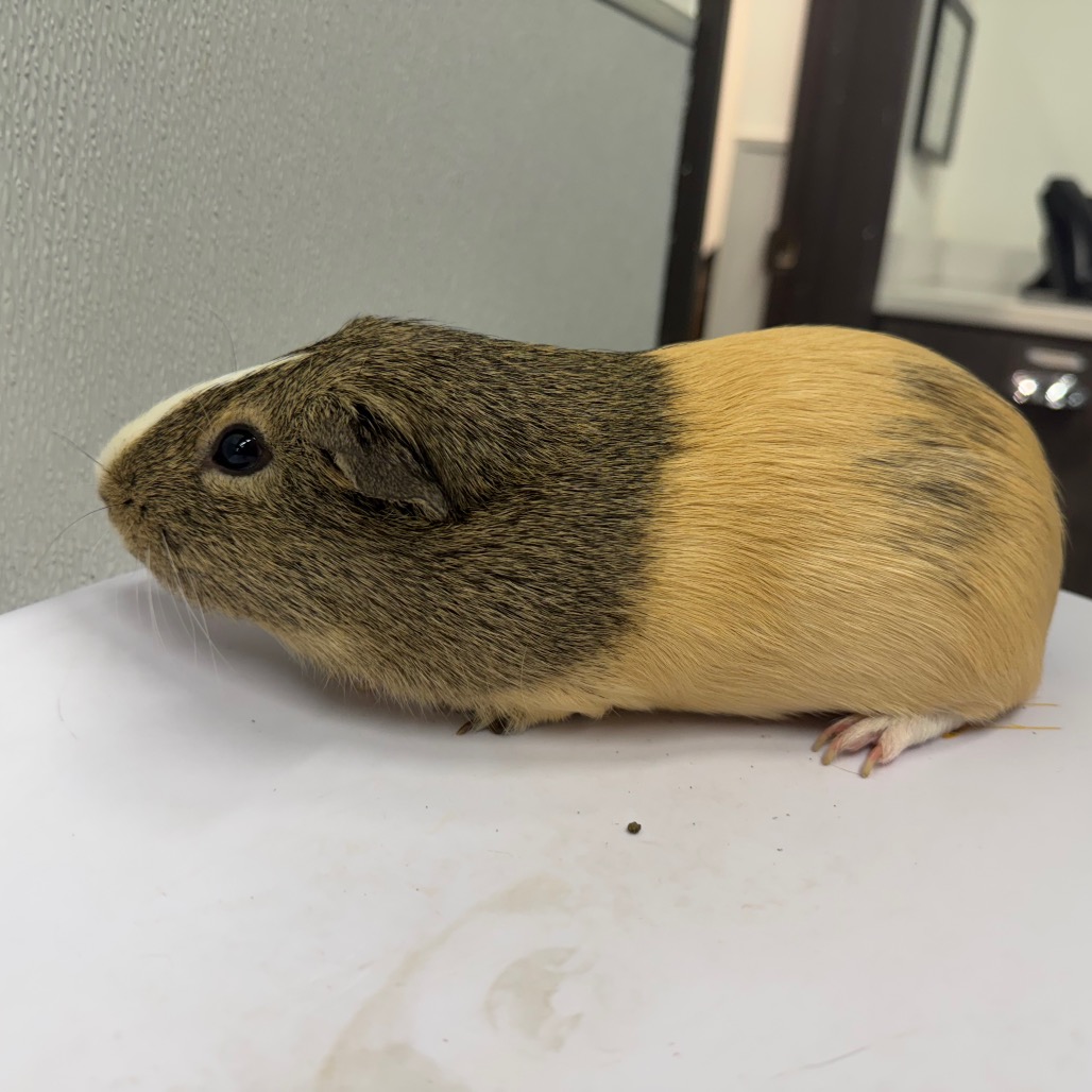 Shelter Stray Male Other last seen , 3607 N Armenia Ave, Tampa, FL 33607, USA