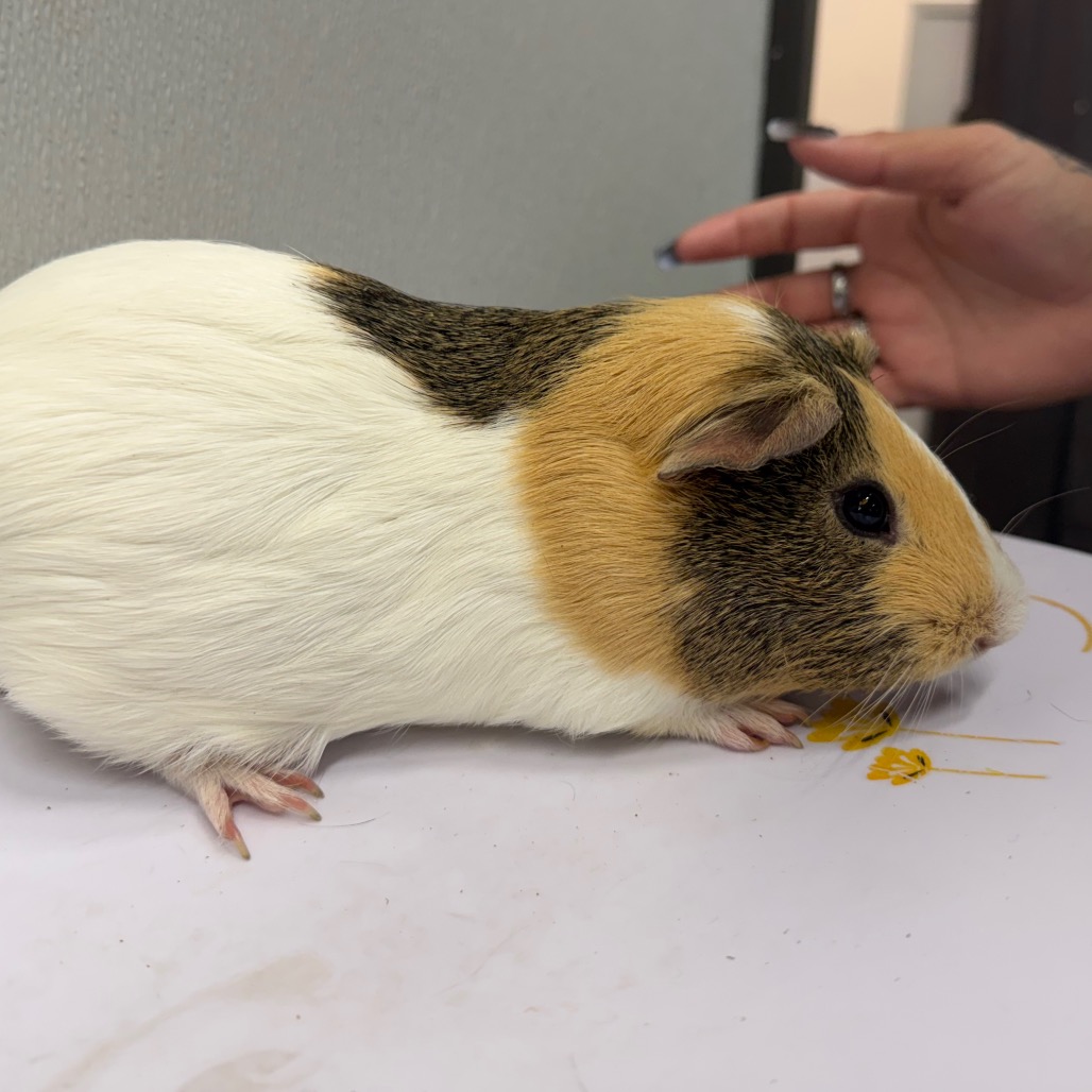 Shelter Stray Male Other last seen , 3607 N Armenia Ave, Tampa, FL 33607, USA