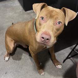 Shelter Stray Male Dog last seen , 3607 N Armenia Ave, Tampa, FL 33607, USA