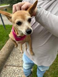 Found/Stray Female Dog last seen River Plantation, Conroe, TX 77302