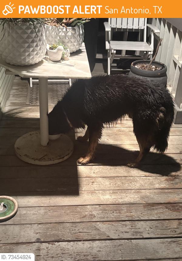 Found/Stray Male Dog last seen Presa, San Antonio, TX 78210