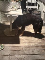 Found/Stray Male Dog last seen Presa, San Antonio, TX 78210