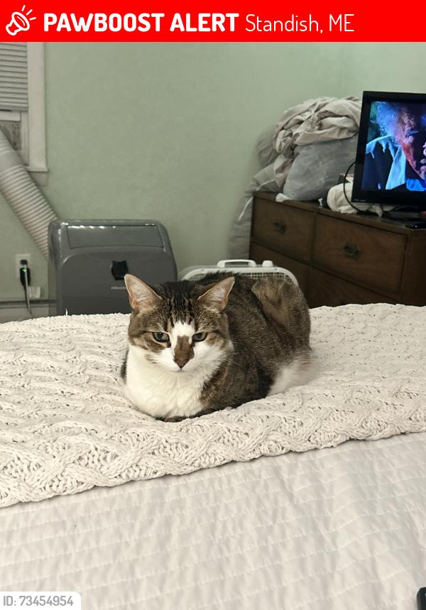 Lost Female Cat last seen Bonny Eagle Pond, Standish, ME 04084
