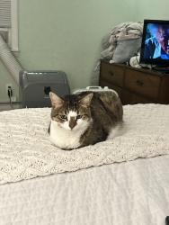 Lost Female Cat last seen Bonny Eagle Pond, Standish, ME 04084