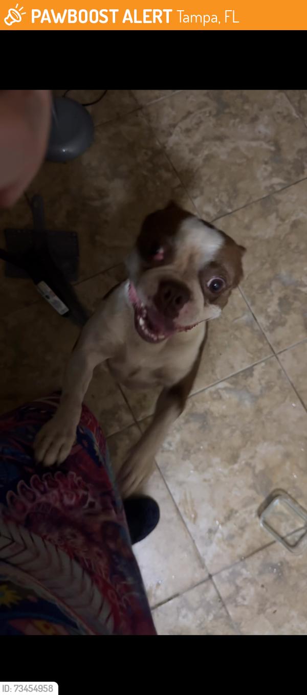 Found/Stray Male Dog last seen East Richmere, Tampa, FL 33612