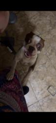 Found/Stray Male Dog last seen East Richmere, Tampa, FL 33612