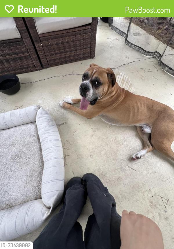 Reunited Male Dog last seen St Claire Park, Chula Vista, CA 91913