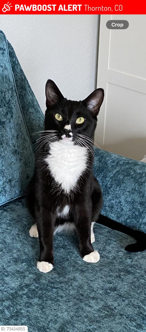 Lost Male Cat last seen 115th and Steele St, Thornton, CO 80233