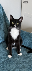 Lost Male Cat last seen 115th and Steele St, Thornton, CO 80233