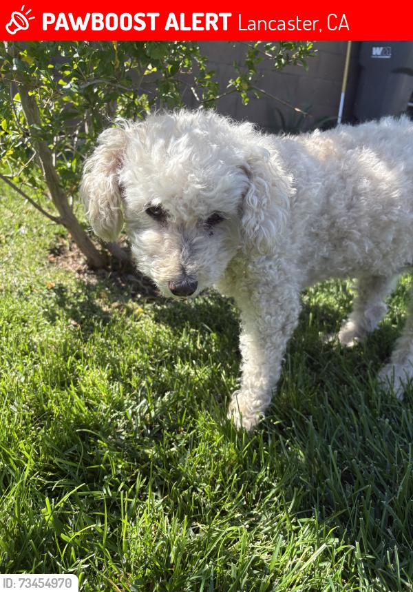 Lost Female Dog last seen Monte vista elemantry, Lancaster, CA 93534