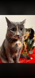 Lost Female Cat last seen Fire station, Easley, SC 29642