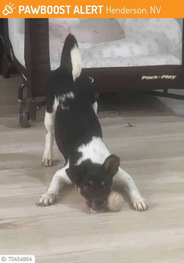 Found/Stray Female Dog last seen Eastern & Wigwam, Henderson, NV 89015
