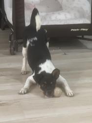 Found/Stray Female Dog last seen Eastern & Wigwam, Henderson, NV 89015